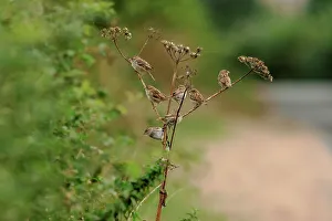 Passerine Prints: Small flock of House sparrow (Passer domesticus) perching on plant at roadside