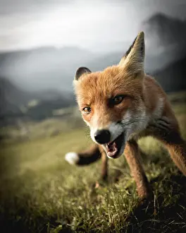 Red Fox Prints: Small fox portraits on hillside