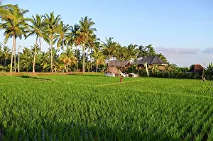 Plac E Of Interest Prints: Small green rice plants growing in the shallow paddy fields