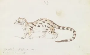 1776 1859 Prints: Small Indian Civet Charles Hamilton Smith 1776-1859