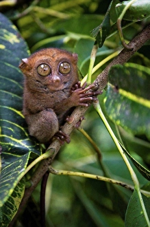 Limb Prints: Small monkey perched in tree