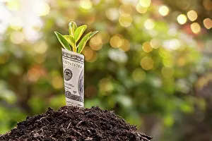 Bill Prints: Small plant growing from rolled up one hundred dollar bill planted in soil representing business growth and investment