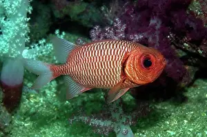 Water Animals Prints: Small species of soldierfish (Myripristis hexagona), Indo-Pacific, Indonesia, Asia