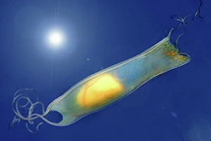 Eggs Prints: small-spotted catshark - egg in an egg case, Scyliorhinus canicula