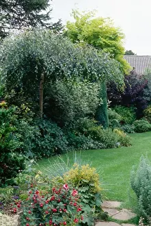 Lawns Prints: Small tree in summer border beside mown lawn in small garden