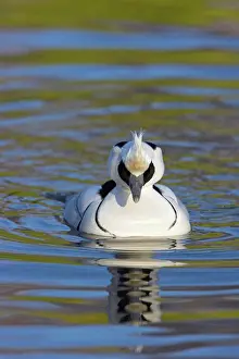 Swimming Prints: Smew (Mergellus albellus) adult male, swimming, Martin Mere W.W.T. (captive)
