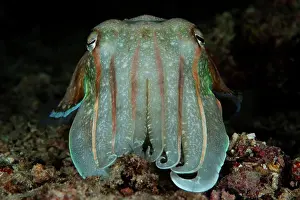 Sepia Prints: A Smith's cuttlefish resting on the sea floor, Mabul, Sabah, Malaysia