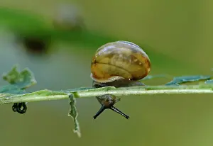 Blur Prints: Snail, Turnhole Bend Trail, Mammoth Cave National Park, Kentucky, KY, USA