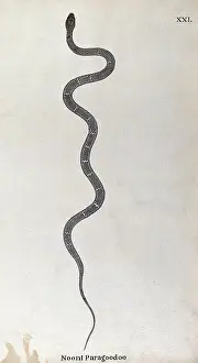 Grey Prints: A snake, (bungarus caeruleus) slender and pale grey in colour