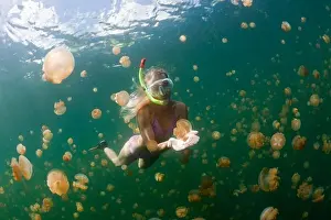 Toxic Prints: Snorkeling in Jellyfish Lake, Mastigias papua etpisonii, Jellyfish Lake, Micronesia, Palau