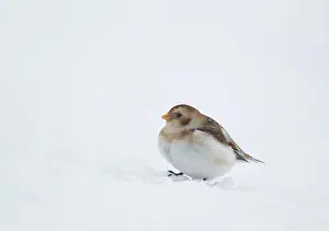 Plumage Prints: Snow Bunting (Plectrophenax nivalis) adult