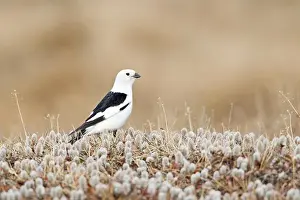 White Color Prints: Snow Bunting (Plectrophenax nivalis) on field of dwarf willow (Salix herbacea)