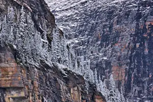 Covering Prints: Snow covered coniferous trees on a mountain