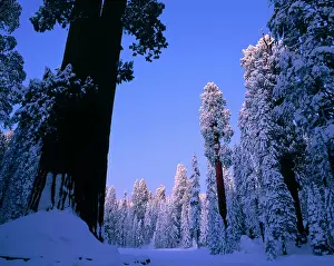 Large Format Prints: Snow covered Giant Sequoia trees in Round Meadow