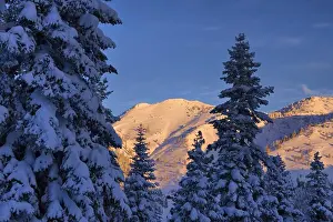 Sierra Prints: Snow covered pine trees on a winter morning