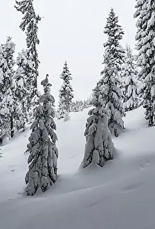 Coniferales Prints: Snow-covered Spruces (Picea) in winter