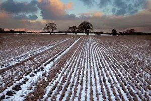 Farm Prints: Snow covered stubble field with oak trees at sunset, Langham, Norfolk, England, december