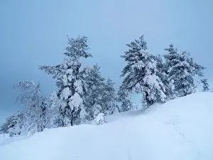 Hohe Prints: Snow-covered trees on the background of Arctic hills