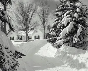 Walkway Prints: Snow covered trees in front of a house