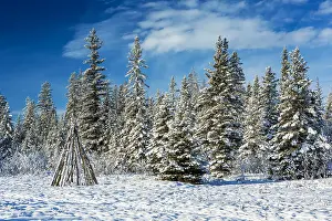 Coniferous Prints: Snow-covered trees with wooden Tipi in a snow-covered meadow with blue sky and clouds; Calgary