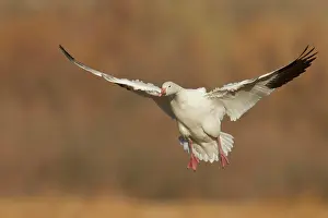 Outstretched Prints: Snow Goose, Chen caerulescens, Bosque Del Apache, New Mexico, USA