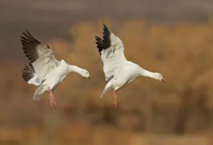 Outstretched Prints: Snow Goose, Chen caerulescens, Bosque Del Apache, New Mexico, USA