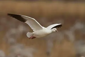 Outstretched Prints: Snow Goose, Chen caerulescens, Bosque Del Apache, New Mexico, USA
