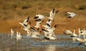 Full Length Prints: Snow Goose, Chen caerulescens, Bosque Del Apache, New Mexico, USA