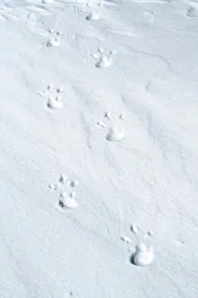 Foot Prints: Snow Hill Island, Antarctica. Emperor penguin tracks