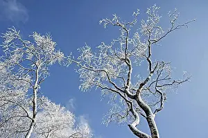 Good Weather Prints: Snow and hoar frost covered birch trees against blue sky in winter