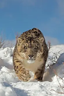 Carnivores Prints: Snow Leopard (Panthera uncia) adult, walking in snow, winter (captive)