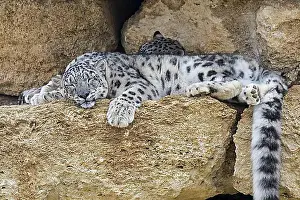 Mountain Chain Prints: Snow leopard (Panthera uncia), ounce (Uncia uncia) pair sleeping on rock ledge in cliff face