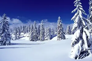 Countries Prints: snow, trees, Switzerland, Vaud