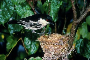 Adult Animal Prints: Snowball Shrike, Songbirds, Animals