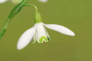 North Rhine Westphalia Prints: Snowdrop (Galanthus nivalis), blossom, North Rhine-Westphalia, Germany, Europe