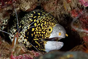 Nebulous Prints: Snowflake Moray Eel, Echidna nebulosa