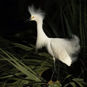 Breeding Prints: A Snowy Egret Displaying During Breeding Seacon