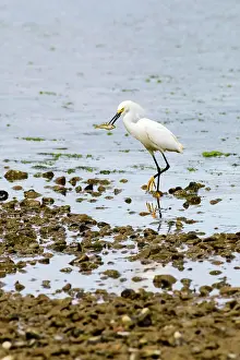 Feeding Prints: A snowy egret (Egretta thula) with a fish in its beak at the Cowichan River Estuary in Cowichan Bay