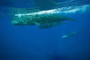 Australasia Prints: Socialising group Sperm whales