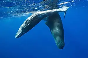 Sea Animal Prints: Socialising sperm whales, Physeter macrocephalus, Caribbean, Dominica, Central America