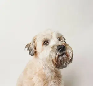 Soft Prints: Soft coated wheaten terrier dog against white background