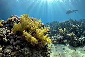 Naturalness Prints: Soft coral (Dendronephthya sp)