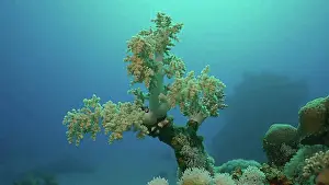 Oceans Prints: Soft coral (Litophyton arboreum) Yellow Broccoli or Broccoli coral on the deep in motning time
