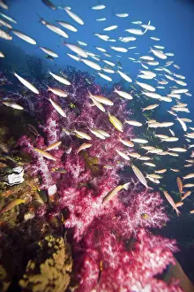 Soft Corals Prints: Soft coral tree Dendronephthya sp