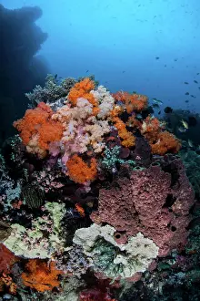Biodiversity Prints: Soft corals, sponges, and other invertebrates on a reef in Indonesia