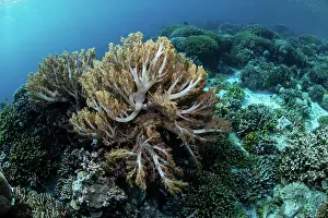 Living Organism Prints: Soft corals thrive on a shallow reef in Wakatobi National Park, Indonesia