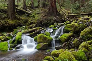 Fern Prints: Sol Duc Waterfall in the rain forest of Olympic National Park. Sol Duc means magic waters