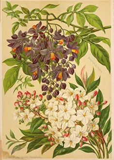 Blossoms Prints: Solanum Azureum (top), Solanum Jasminoides Grandiflora (Bottom)