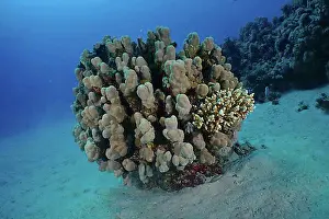 Corals Prints: Solid pore coral (Porites solida)