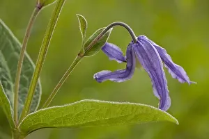 Romania Prints: Solitary Clematis (Clematis integrifolia) close-up of flower, Romania